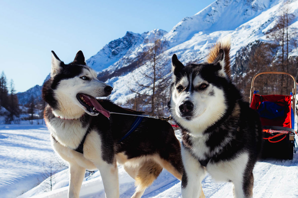 Husky in Valle d'Aosta